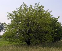 gelso-albero-small.jpg