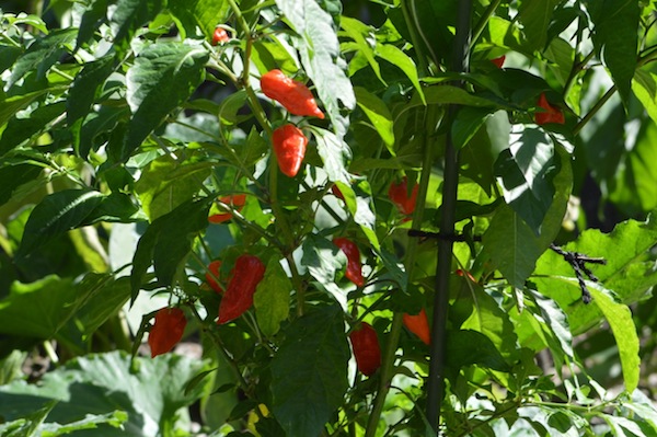 pianticella di peperoncino del nostro orto