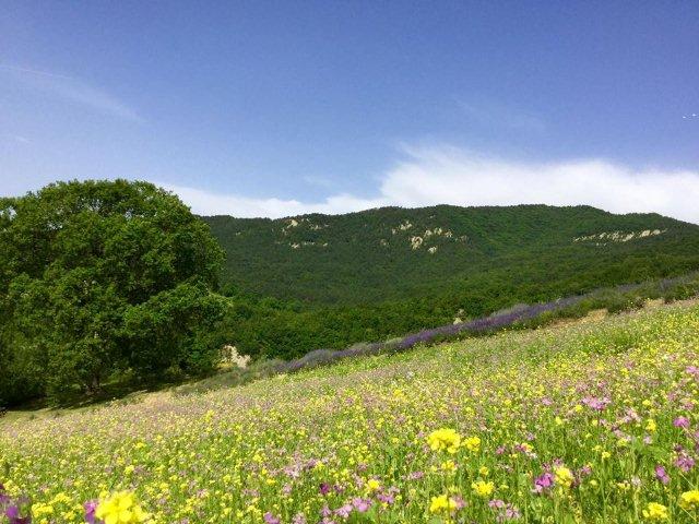 a sinistra la grande quercia del SI' di Letizia e Alessio azienda Remedia Erbe, Quarto di Sarsina, Appennino Romagnolo